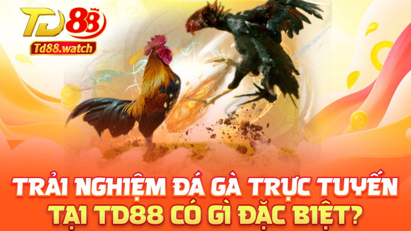 Trải nghiệm đá gà trực tuyến tại td88 có gì đặc biệt?