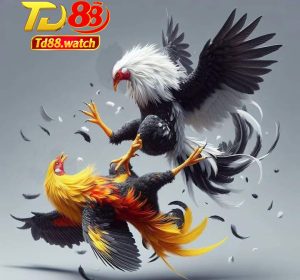 Đá gà trực tiếp TD88