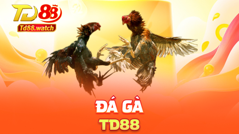 Đá gà td88